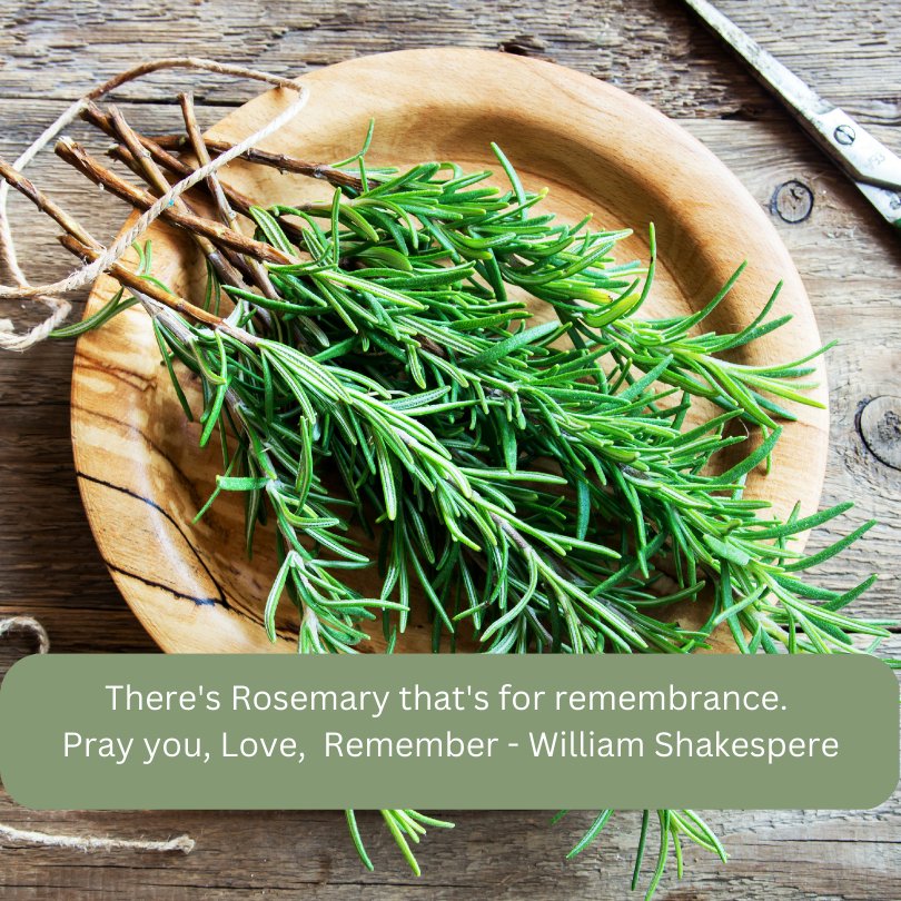 Rosemary: From Protection to Remembrance - Exploring the Superstitions and Traditions Surrounding this Aromatic Herb - Astrology House